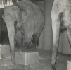 De olifanten balanceren op de dozen